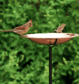 Pure Copper Standing Bird Bath by Good Directions